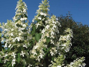 Hortensja bukietowa (Hydrangea) Levana c2 zdjęcie 2