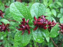 Kielichowiec wonny czerwony (Calycanthus) zdjęcie 2