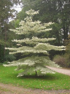 Dereń pagodowy (Cornus controversa) Variegata c4 zdjęcie 2