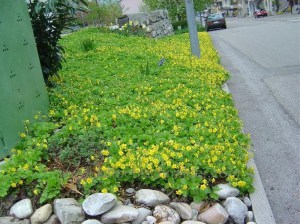 Pragnia syberyjska (Waldsteinia ternata) sadzonka zdjęcie 2