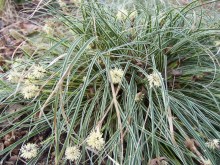 Trawa turzyca stożkowata (Carex conica) Snowline sadzonka zdjęcie 6