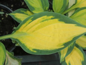 Funkia (Hosta) Orange Marmalade zdjęcie 2