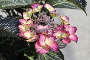 Hortensja ogrodowa (Hydrangea) Dark Angel zdjęcie 2