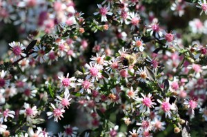 Aster bocznolistny (Aster lateriflorus) Lady in Black zdjęcie 2