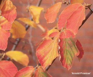 Oczar pośredni (Hamamelis intermedia) Arnold Promise c4 zdjęcie 2