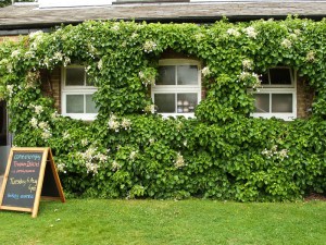Hortensja pnąca (Hydrangea petiolaris) zdjęcie 2