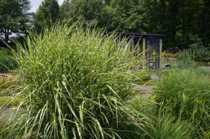 Miskant chiński (Miscanthus sinensis) Strictus zdjęcie 4