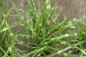 Miskant chiński (Miscanthus chinensis) Apache zdjęcie 2