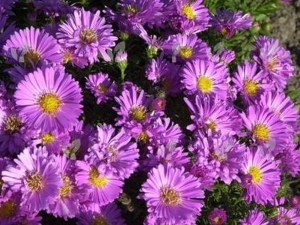 Aster krzaczasty (Aster dumosus) Heinz Richard zdjęcie 2