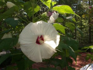Hibiskus bylinowy (Hibiscus moscheutos) Old Yella zdjęcie 6