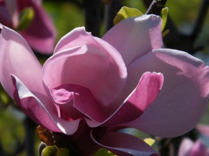 Magnolia Till March Frost c4 zdjęcie 2
