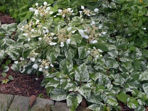 Przywarka japońska (Schizophragma) Burst of Light c2 zdjęcie 2