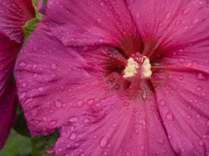Hibiskus bylinowy (Hibiscus moscheutos) Jazzberry Jam zdjęcie 2