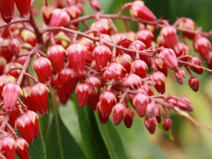 Pieris japoński (Pieris japonica) Valley Valentine czerwony zdjęcie 2