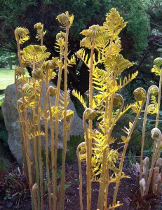 Długosz królewski (Osmunda regalis) Purpurascens c2 zdjęcie 2