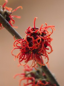 Oczar  złotożółty (Hamamelis) Rubin c4 zdjęcie 1