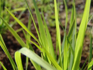 Proso rózgowate (Panicum virgatum) Rehbraun zdjęcie 2
