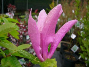 Magnolia Susan - kwitnie dwa razy w roku c1 zdjęcie 2