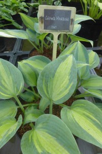 Funkia (Hosta) Grand Marque zdjęcie 2