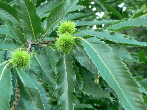Kasztan jadalny (Castanea sativa) c2-c3 zdjęcie 3