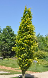 Buk żółtolistny kolumnowy (Fagus sylvatica) Dawyck Gold c4 zdjęcie 2