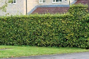 Buk pospolity (Fagus sylvatica) na żywopłot zdjęcie 2