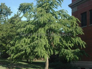 Grujecznik japoński (Cercidyphyllum japonicum) drzewo zdjęcie 2