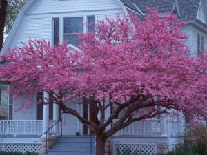 Judaszowiec kanadyjski (Cercis canadensis) c5 foto 2