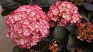 Hortensja ogrodowa (Hydrangea) Miss Saori c3 zdjęcie 7