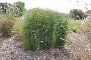 Miskant chiński (Miscanthus sinensis) Gracillimus zdjęcie 2