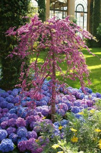 Judaszowiec kanadyjski (Cercis canadensis) Traveller c4 zdjęcie 2
