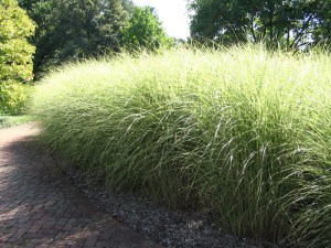 Miskant chiński (Miscanthus chinensis) Little Zebra zdjęcie 2