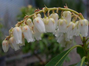 Pieris japoński (Pieris japonica) Debutante zdjęcie 2