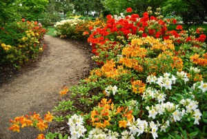 Azalia omszona (Azalea mollis) mix kolorów c1 zdjęcie 2
