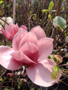 Magnolia Shirazz zdjęcie 2
