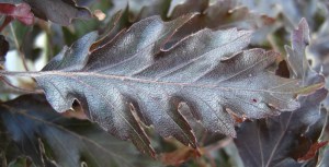 Buk pospolity (Fagus sylvatica) Rohanii zdjęcie 2