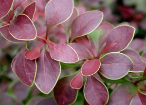 Berberys (Berberis) Atropurpurea Nana c2 zdjęcie 2