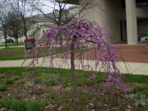 Judaszowiec kanadyjski (Cercis canadensis) Covey c4 zdjęcie 2