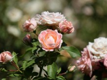 Róża rabatowa Carcassonne jasnoróżowa c4 zdjęcie 2