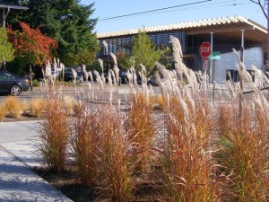 Miskant chiński (Miscanthus sinensis) Purpurascens zdjęcie 6