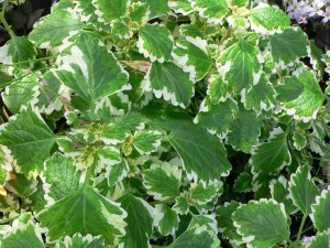 Komarzyca (Plectranthus coloides) zdjęcie 2