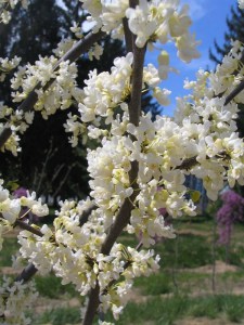 Judaszowiec kanadyjski (Cercis canadensis) Texas c5 zdjęcie 2