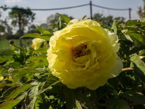 Piwonia drzewiasta (Paeonia suffruticosa) odm. chińska żółta zdjęcie 2