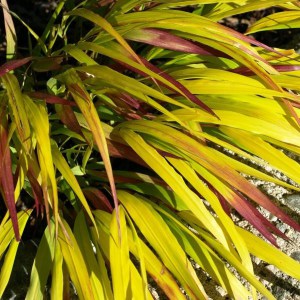 Trawa bambusowa (Hakonechloa) Sunflare zdjęcie 2