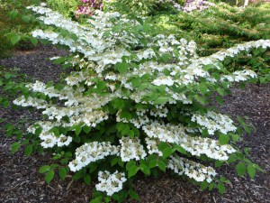 Kalina japońska (Viburnum plicatum) Watanabe c3 zdjęcie 2