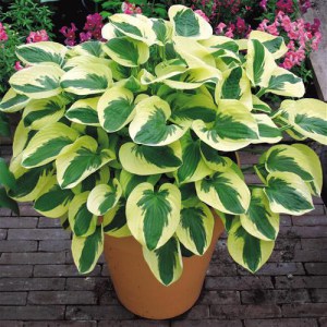 Funkia (Hosta) Brim Cup zdjęcie 2