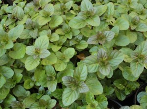 'Mięta pomarańczowa (Mentha piperata) zdjęcie 2' Mięta pomarańczowa (Mentha piperata) zdjęcie 2