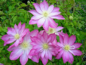 Powojnik (Clematis) Asao c2 zdjęcie 2