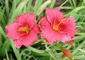 Liliowiec (Hemerocallis) Siloam Red Toy c3 zdjęcie 2