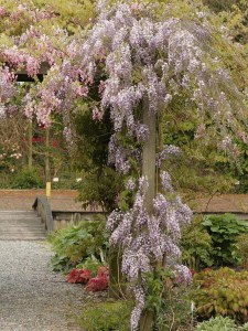 Glicynia kwiecista (Wisteria floribunda) Honbeni syn. Pink Ice zdjęcie 2
